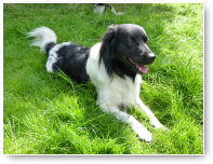 Sybe is zo'n beetje roedelleider, Tegen wil en dank, dat wel, maar hij doet z'n best.