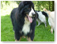 Berner Boris, lief als-ie groot is.