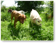 Jeno en Kufo doen een koe na.