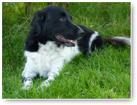 Smokey aan het chillen.