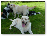 Kufo en Rex, de rouwdouwers van de roedel.