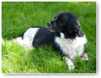 Amber laat zich niet gek maken. Dit vindt ze heerlijk, lekker liggen in de wei.