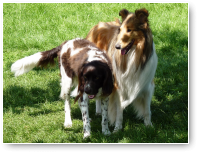 Ze lijkt een beetje sjans te hebben met collie Collin.