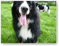 Nog eentje van Boris, omdat-ie er zo grappig opstaat.