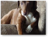 Ik pas wel op de huiskamer, ok?!