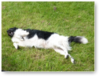 Mijn baasjes liggen er vast net zo bij...maar dan op het Zeeuwse strand. Allemaal vakantie!!