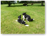 Fien wil stiekem snuffelen maar Kayo reageert met "Boe!!"