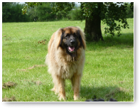 Ziva is net gearriveerd maar ze is een bekende gast en voelt zich meteen thuis.