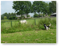 "Buddha!!!" zucht daar gaat ie weer...lijkt wel een Friese Stabij. "Ja, jongen...dat is nou een koe!"
