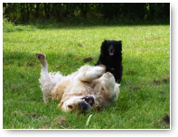 Chester komt niet meer bij maar Fifi blijft stoicijns voor zich uit kijken.