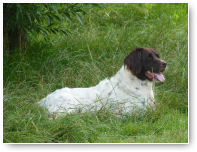 Heidewachtel Jack is de jongeste niet meer en heeft een mooie plek uitgezocht vanwaar hij alles overziet.