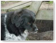 Agossie...bijna Froske vergeten. Het is een schatje!