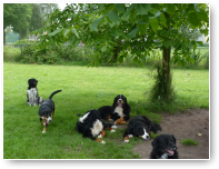 Entlebucher Senna bekijkt ze nog eens heel goed..."ze lijken wel familie"